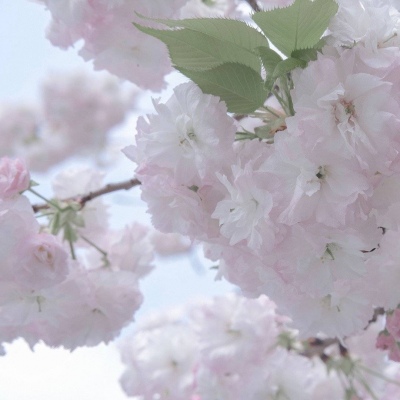 Furry二次元插画创作技巧兽圈群